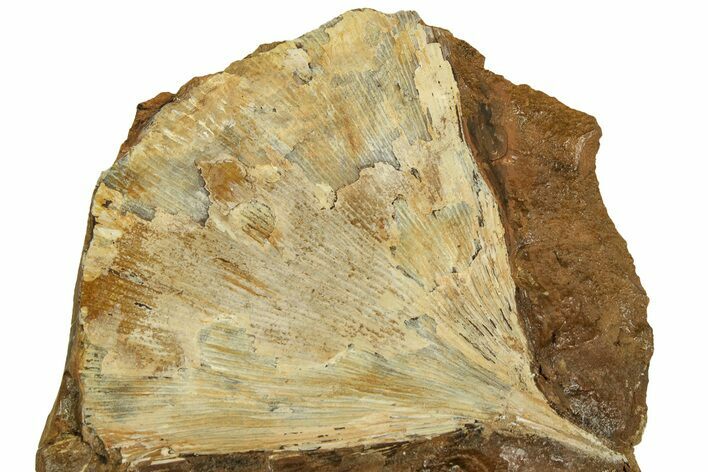 Fossil Ginkgo Leaf From North Dakota - Paleocene #215474